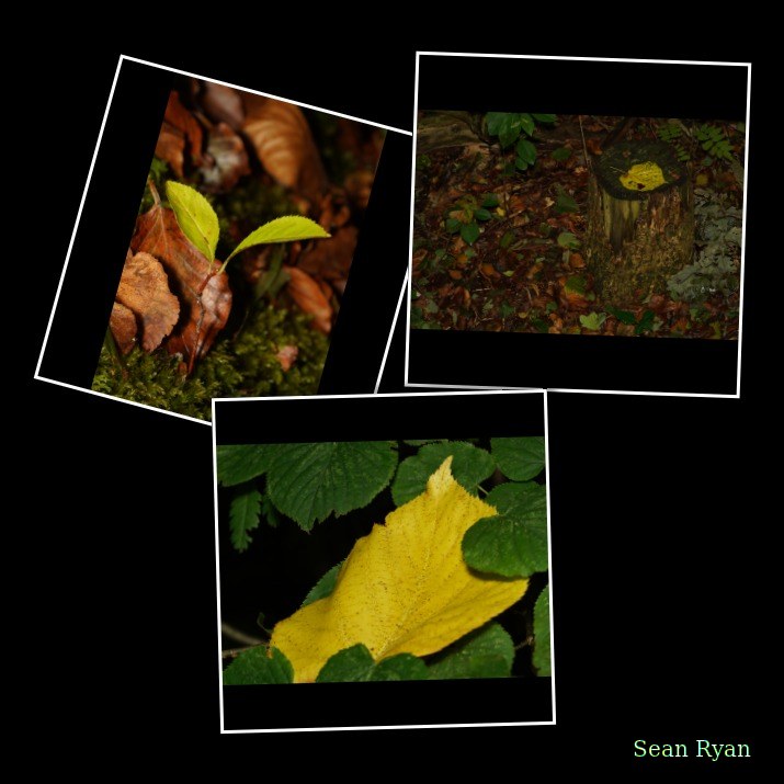 Leaves
