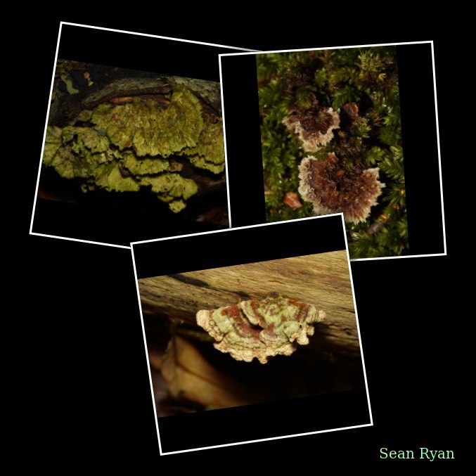 Mushrooms