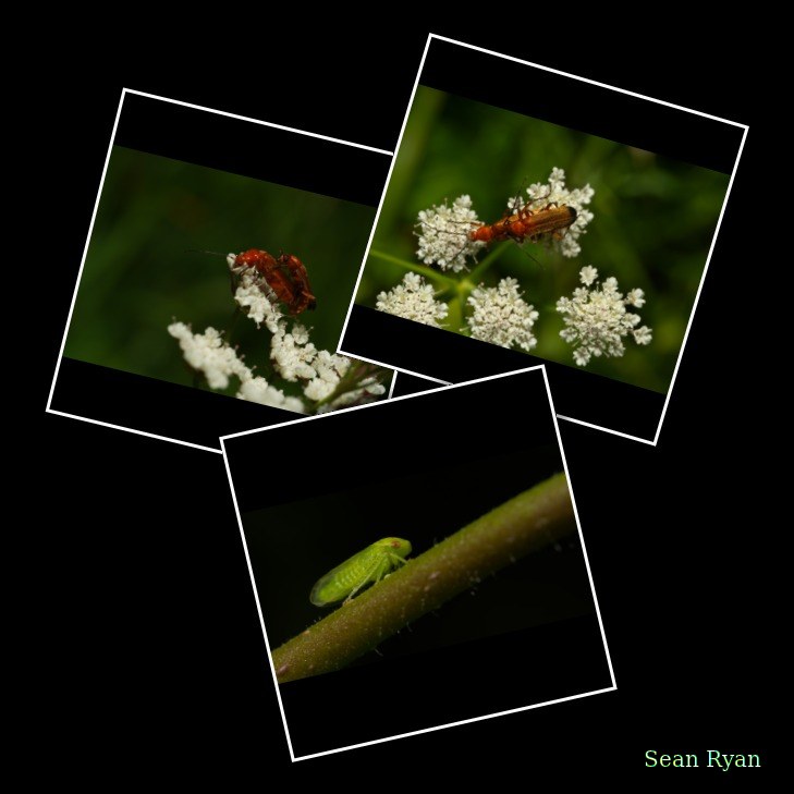 Bugs-and-beetles
