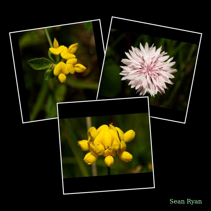 Fruits-and-flowers