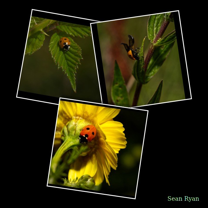 Ladybirds