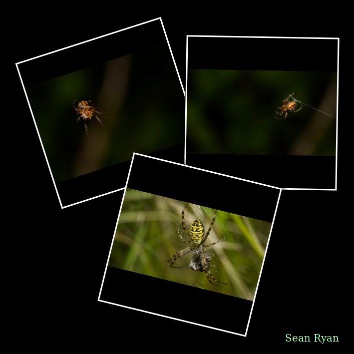 Spiders