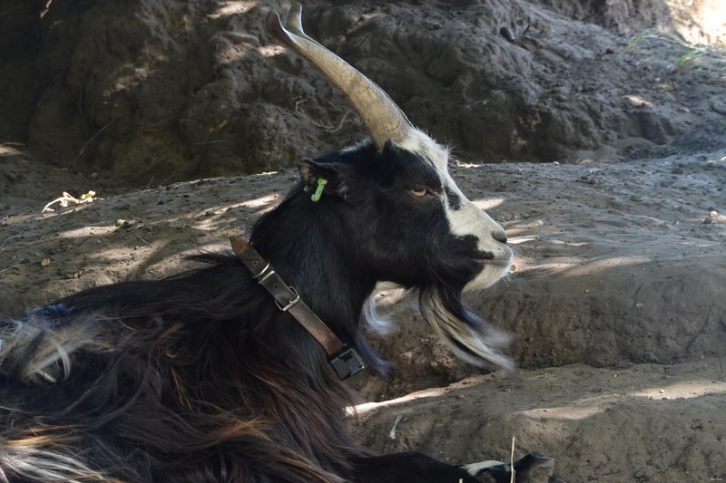 Goats