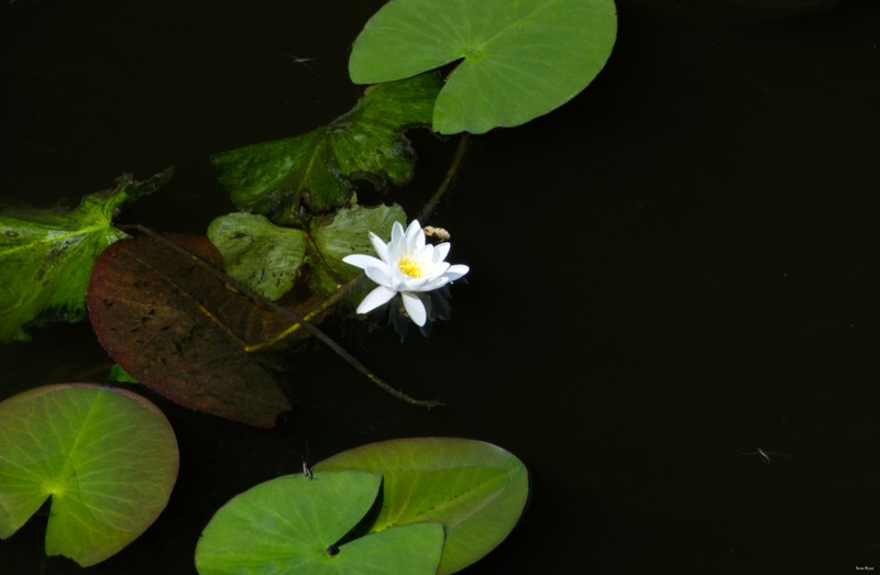 Naarden-nature