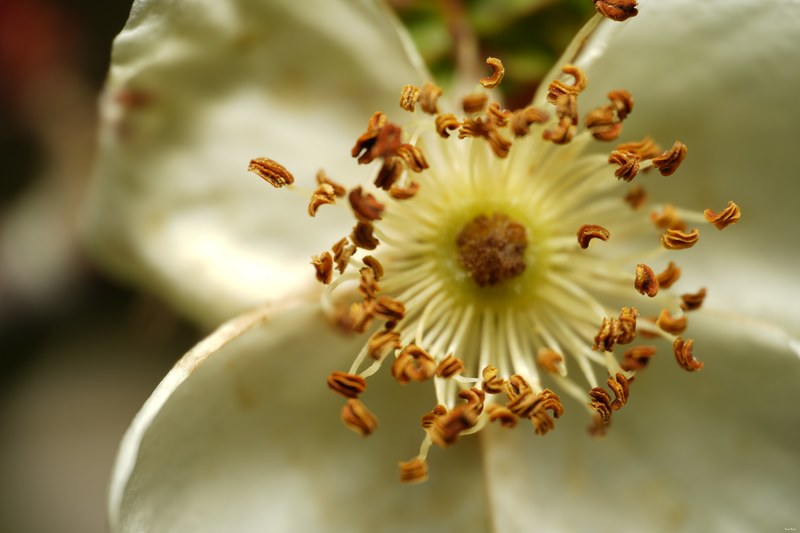 2024 04 - Rosarium Westbroekpark In Macro