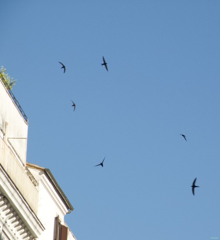 Swifts Of Rome At Low Altitude