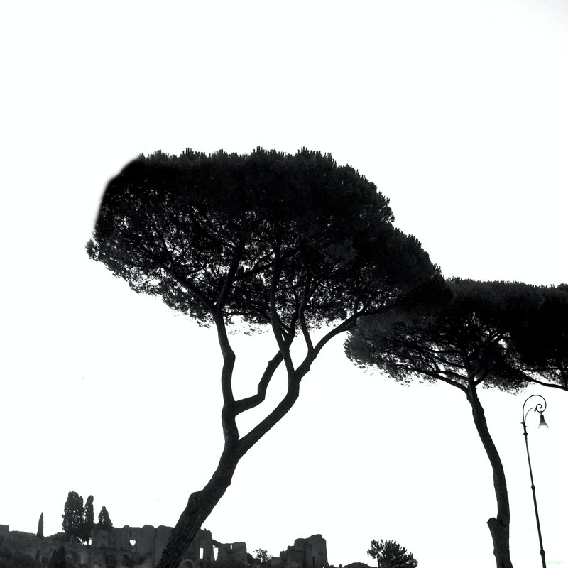 Trees By The Circus Maximus - Every Day Photos