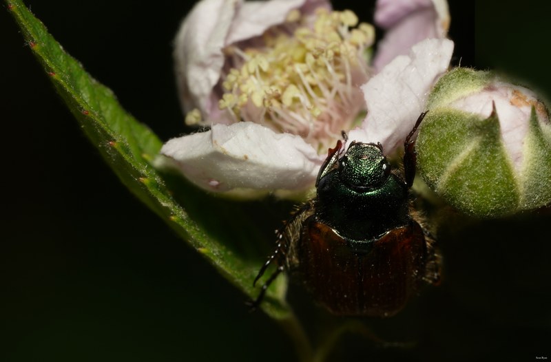 2025-06 - Texel Summer Bugs - SA707470.crop.editted