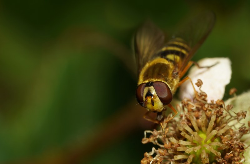 2025-06 - Texel Summer Bugs - SA707482.crop.editted