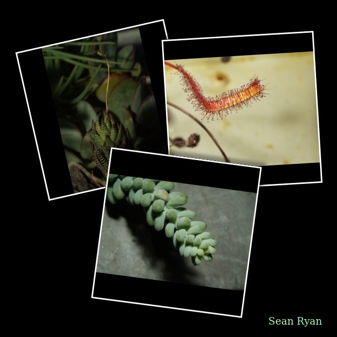Plants