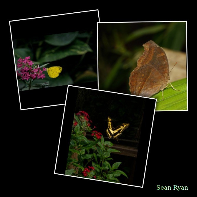 Butterflies