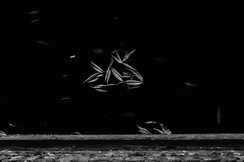 Leaves - RX100170