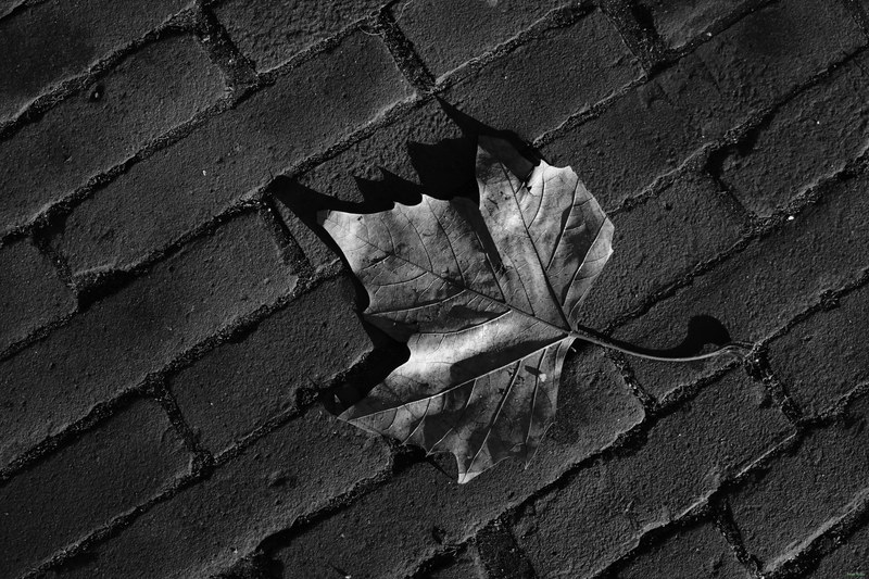 Leaves - RX100233