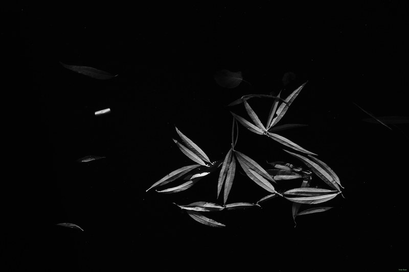 Leaves - cover.RX100171