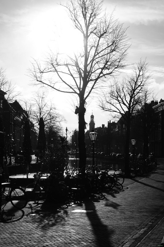 Trees - RX100232