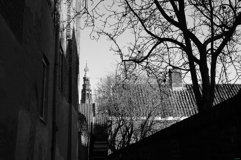 Trees - RX100251