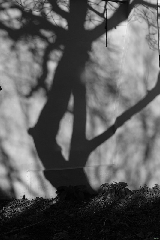 Trees - RX100256