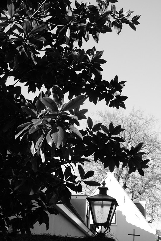 Trees - RX100257