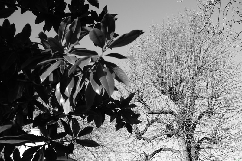 Trees - RX100261