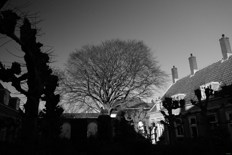 Trees - RX100286