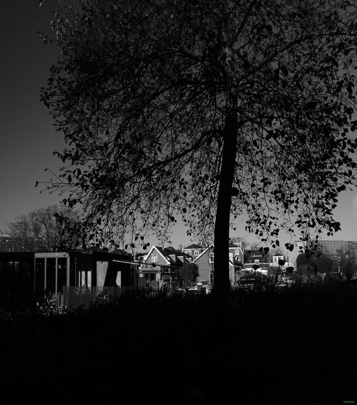 Trees - cover.RX100204.cropped