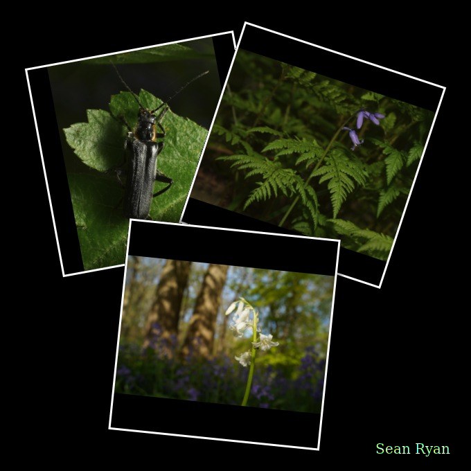 2026-04 - Ockenburgh Birds-bugs-n-bluebells