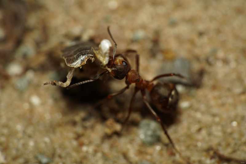 Ants Up Close - SA703908.ok