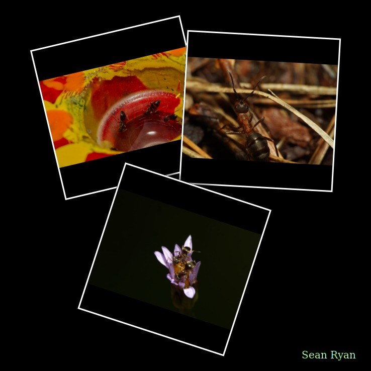 Ants Up Close