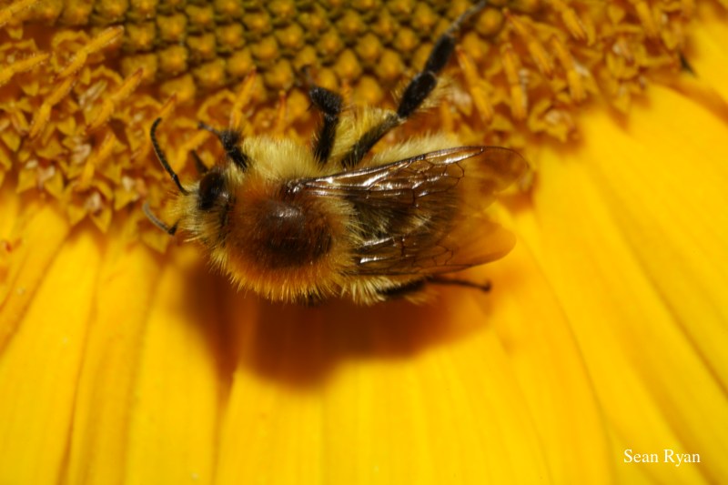 Bees In Macro - Some In Flight