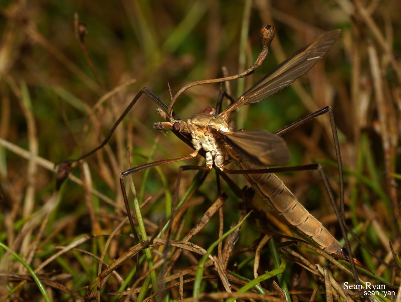 Daddy-long Legs (crane Fly) Macro In Texel