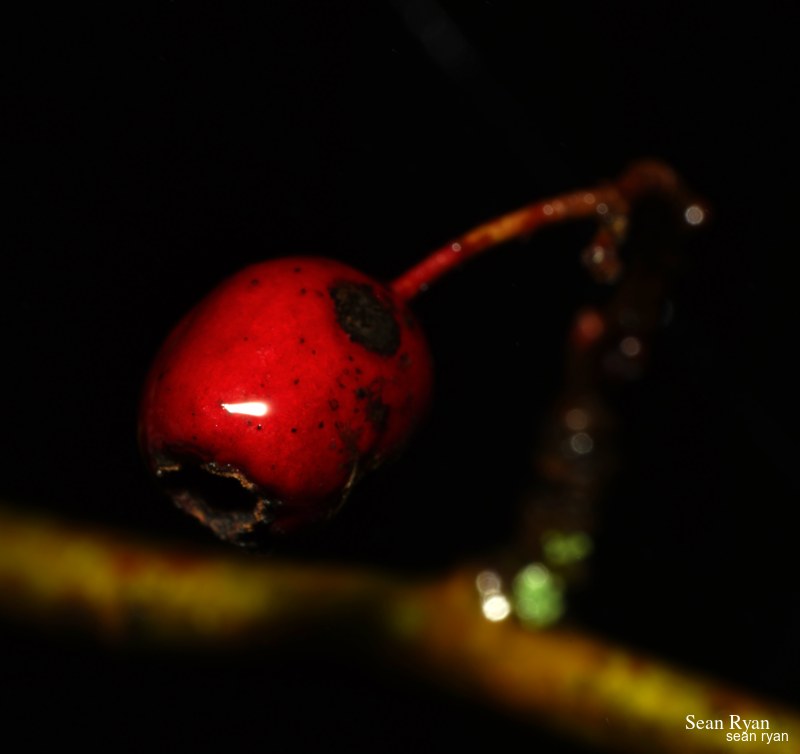Macro Plants - Fruits And Flowers - SA706051.editted