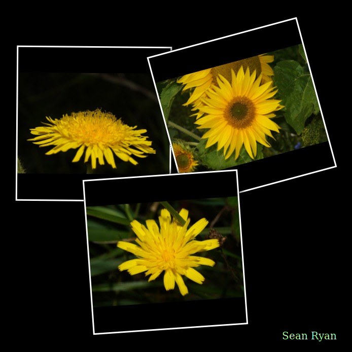 Yellow Wild Flowers Of Texel